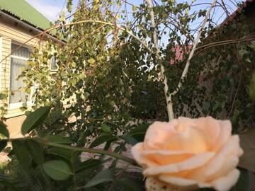 Фото номера Дом для отпуска Дома для отпуска Kyrgyz guest house г. Бишкек 19